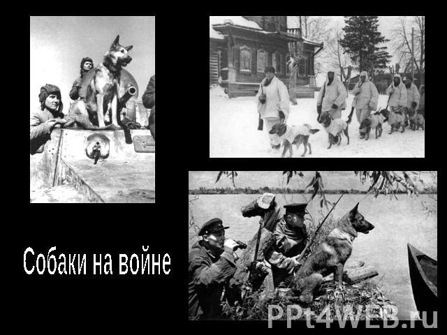 Собаки на войне