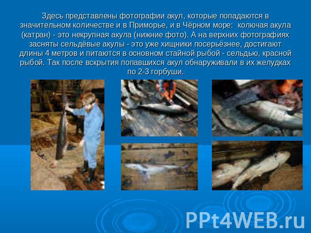 Здесь представлены фотографии акул, которые попадаются в значительном количестве и в Приморье, и в Чёрном море: колючая акула (катран) - это некрупная акула (нижние фото). А на верхних фотографиях засняты сельдёвые акулы - это уже хищники посерьёзне…
