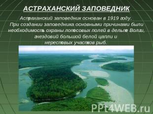 АСТРАХАНСКИЙ ЗАПОВЕДНИК Астраханский заповедник основан в 1919 году. При создани
