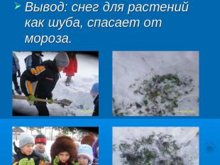 Исследование №5Цель: узнать, как зимуют растения под снегом. Вывод: снег для рас