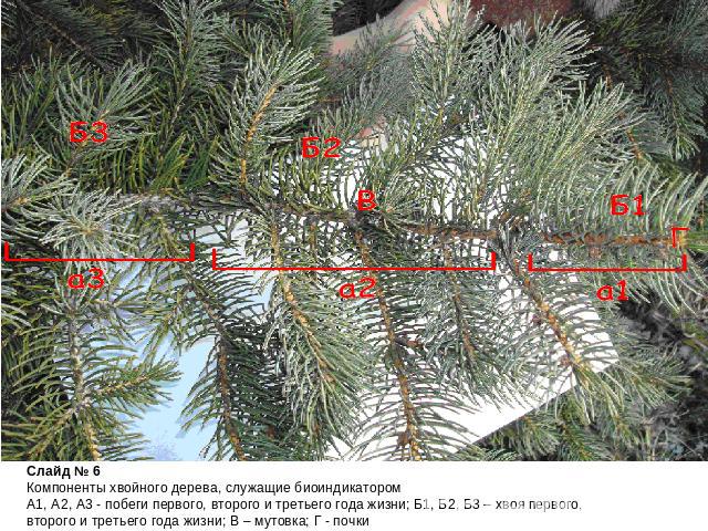Слайд № 6Компоненты хвойного дерева, служащие биоиндикатором А1, А2, А3 - побеги первого, второго и третьего года жизни; Б1, Б2, Б3 – хвоя первого, второго и третьего года жизни; В – мутовка; Г - почки