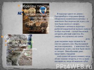 кошки В подъезде одного из домов г. Екатеринбурга сотрудники фонда обнаружили из