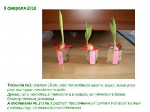 8 февраля 2010 Тюльпан №1: росток 15 см, светло-зелёного цвета, вырос выше всех