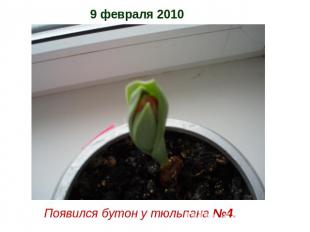 9 февраля 2010 Появился бутон у тюльпана №4.