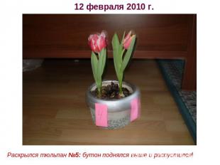 12 февраля 2010 г. Раскрылся тюльпан №5: бутон поднялся выше и распустился!