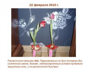 22 февраля 2010 г. Распустился тюльпан №1. Первоначально он был оставлен без сол