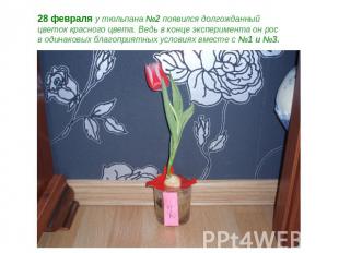 28 февраля у тюльпана №2 появился долгожданный цветок красного цвета. Ведь в кон