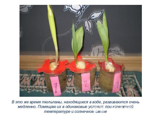 В это же время тюльпаны, находящиеся в воде, развиваются очень медленно. Помещаю их в одинаковые условия: при комнатной температуре и солнечном свете
