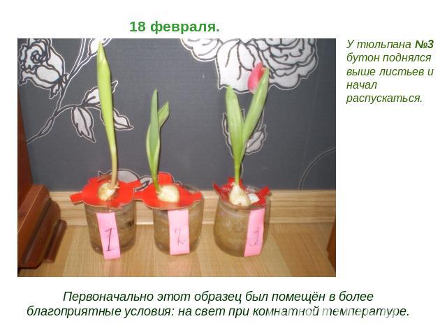 18 февраля. У тюльпана №3 бутон поднялся выше листьев и начал распускаться. Первоначально этот образец был помещён в более благоприятные условия: на свет при комнатной температуре.