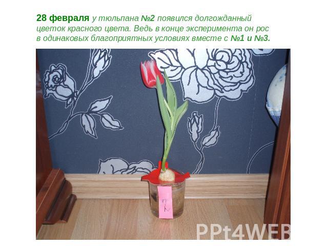 28 февраля у тюльпана №2 появился долгожданный цветок красного цвета. Ведь в конце эксперимента он рос в одинаковых благоприятных условиях вместе с №1 и №3.