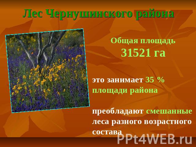 Лес Чернушинского района Общая площадь31521 гаэто занимает 35 % площади районапреобладают смешанные леса разного возрастного состава