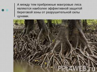 А между тем прибрежные мангровые леса являются наиболее эффективной защитой бере