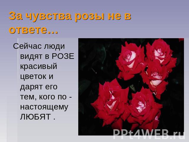 За чувства розы не в ответе… Сейчас люди видят в РОЗЕ красивый цветок и дарят его тем, кого по - настоящему ЛЮБЯТ .