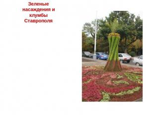 Зеленые насаждения и клумбы Ставрополя Зеленые насаждения составляют одно из бог