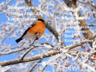 Зимующие птицы города Киселёвска МОУ «СОШ №11»Выполнили ученики2 «В» класса Мату