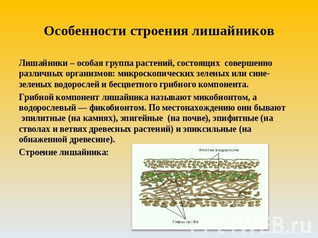 Особенности строения лишайников Лишайники – особая группа растений, состоящих совершенно различных организмов: микроскопических зеленых или сине-зеленых водорослей и бесцветного грибного компонента.Грибной компонент лишайника называют микобионтом, а…