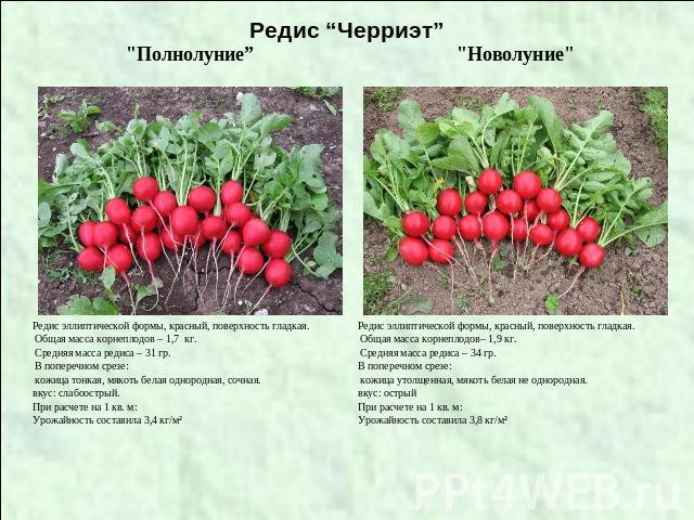 Редис “Черриэт”