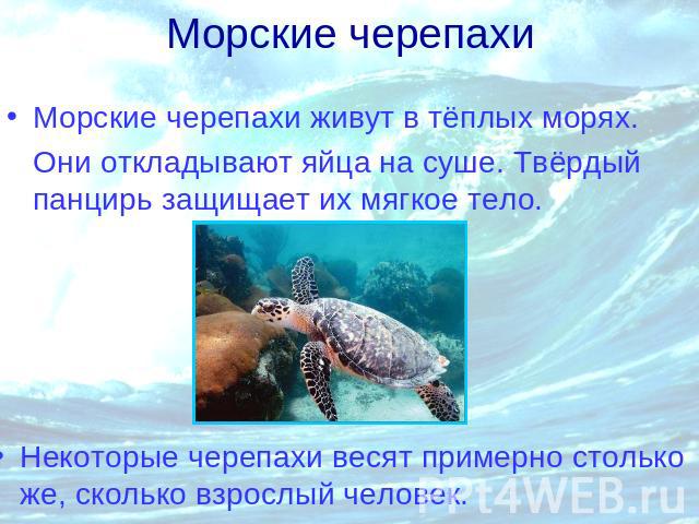 Морские черепахи Морские черепахи живут в тёплых морях. Они откладывают яйца на суше. Твёрдый панцирь защищает их мягкое тело. Некоторые черепахи весят примерно столько же, сколько взрослый человек.