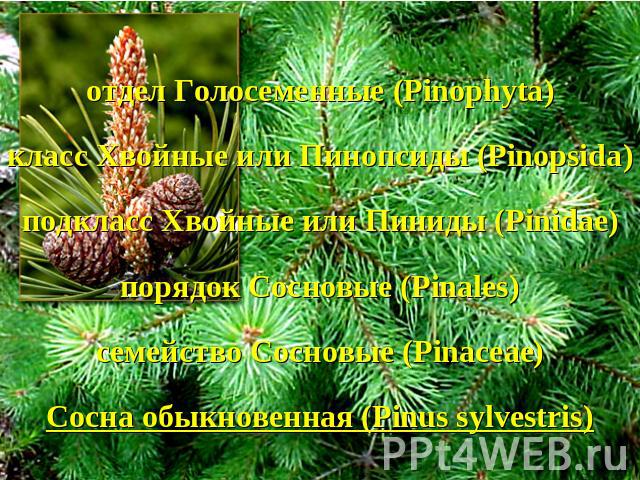 отдел Голосеменные (Pinophyta)класс Хвойные или Пинопсиды (Pinopsida)подкласс Хвойные или Пиниды (Pinidae)порядок Сосновые (Pinales)семейство Сосновые (Pinaceae)Сосна обыкновенная (Pinus sylvestris)