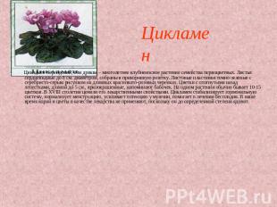 Цикламен Цикламен персидский, или дряква – многолетнее клубненосное растение сем
