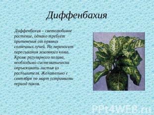 Диффенбахия Диффенбахия – светолюбивое растение, однако требует притенения от пр