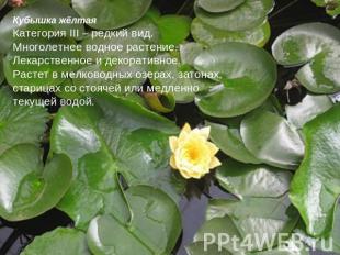 Кубышка жёлтаяКатегория III – редкий вид.Многолетнее водное растение.Лекарственн