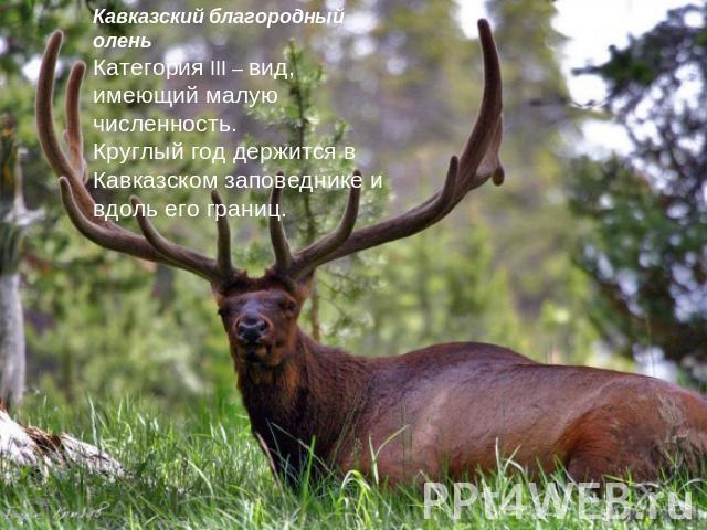 Кавказский благородный оленьКатегория III – вид, имеющий малую численность. Круглый год держится в Кавказском заповеднике и вдоль его границ.