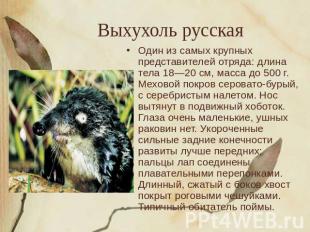 Выхухоль русская Один из самых крупных представителей отряда: длина тела 18—20 с