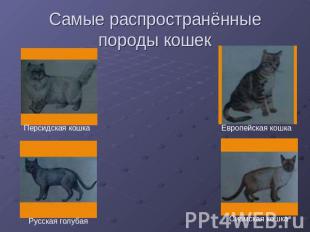 Самые распространённые породы кошек Персидская кошка Русская голубая Европейская