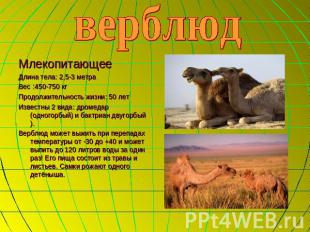 верблюд МлекопитающееДлина тела: 2,5-3 метраВес :450-750 кгПродолжительность жиз