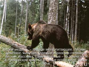 Бурый медведь – хищное млекопитающее. Лесное животное, живущее главным образом в