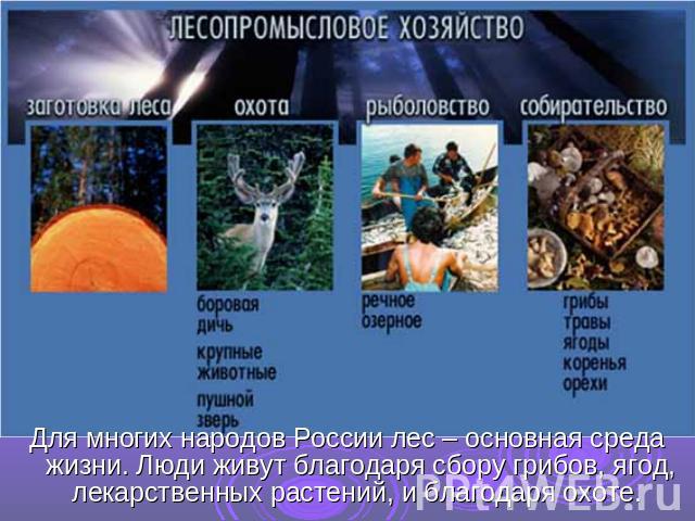 Для многих народов России лес – основная среда жизни. Люди живут благодаря сбору грибов, ягод, лекарственных растений, и благодаря охоте.