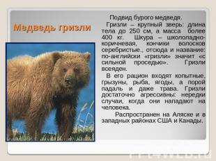 Медведь гризли Подвид бурого медведя. Гризли – крупный зверь: длина тела до 250