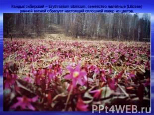 Кандык сибирский – Erythronium sibiricum, семейство лилейные (Liliceae) ранней в