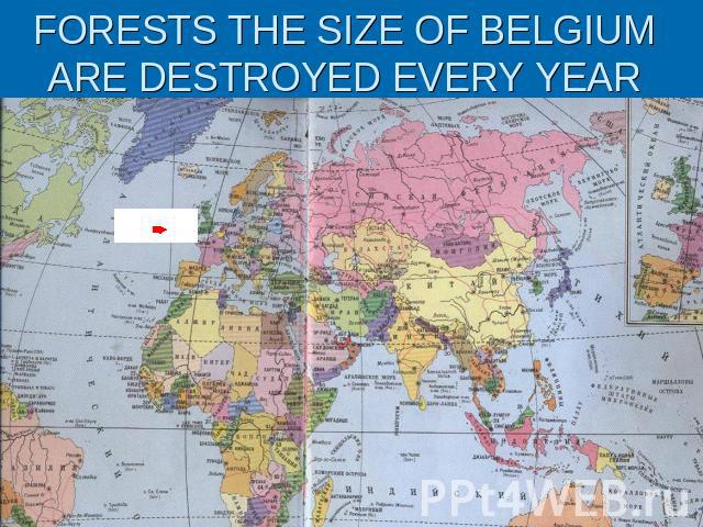 FORESTS THE SIZE OF BELGIUM ARE DESTROYED EVERY YEAR