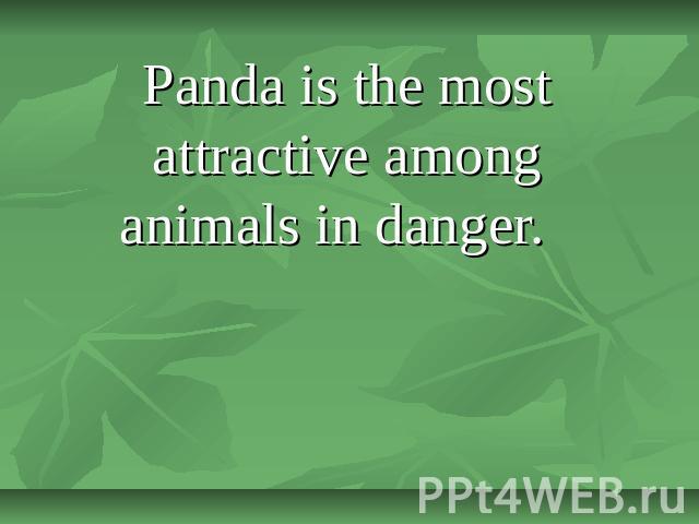 Panda is the most attractive among animals in danger.