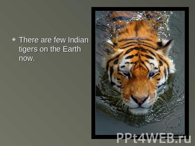 There are few Indian tigers on the Earth now.There are few Indian tigers on the Earth now.