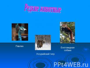 Редкие животные Павлин Уссурийский тигр Енотовидная собака