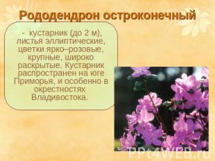 Рододендрон остроконечный - кустарник (до 2 м), листья эллиптические, цветки ярк