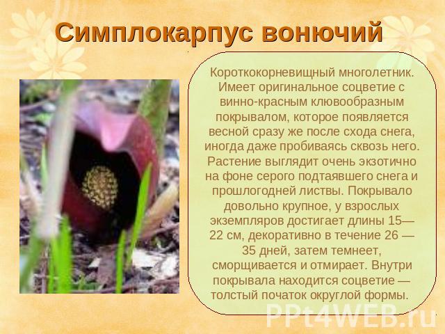 Симплокарпус вонючий Короткокорневищный многолетник. Имеет оригинальное соцветие с винно-красным клювообразным покрывалом, которое появляется весной сразу же после схода снега, иногда даже пробиваясь сквозь него. Растение выглядит очень экзотично на…