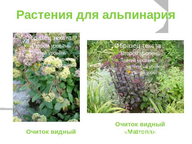 Растения для альпинарияОчиток видный Очиток видный «Matrona»