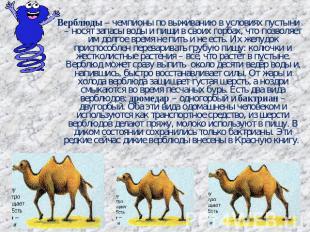 Верблюды – чемпионы по выживанию в условиях пустыни – носят запасы воды и пищи в