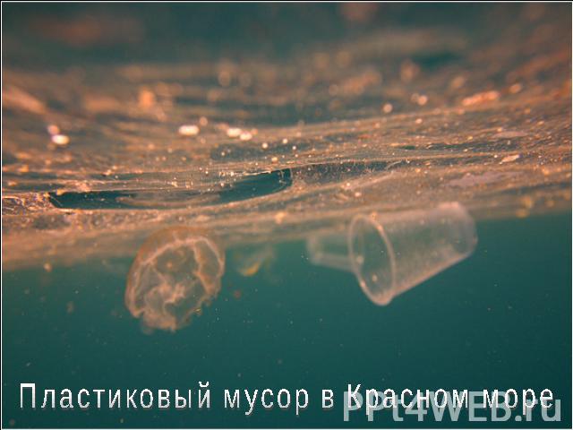 Пластиковый мусор в Красном море