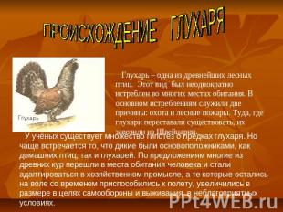 ПРОИСХОЖДЕНИЕ ГЛУХАРЯ Глухарь – одна из древнейших лесных птиц. Этот вид был нео