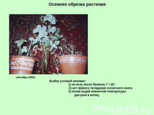 Осенняя обрезка растения сентябрь 2005г. Выбор условий зимовки: 1) на полу около