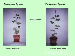 Появление бутона Раскрытие бутона через 15 дней конец мая 2006г. начало июня 200