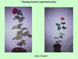 Период полного цветения розы июнь ( 25 дней)