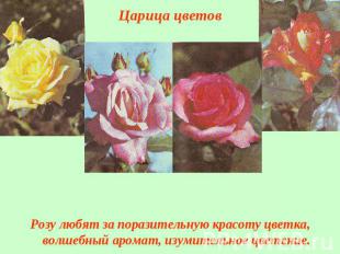 Розу любят за поразительную красоту цветка, волшебный аромат, изумительное цвете