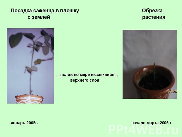 Посадка саженца в плошку Обрезка с землей растения полив по мере высыхания верхнего слояянварь 2005г. начало марта 2005 г.