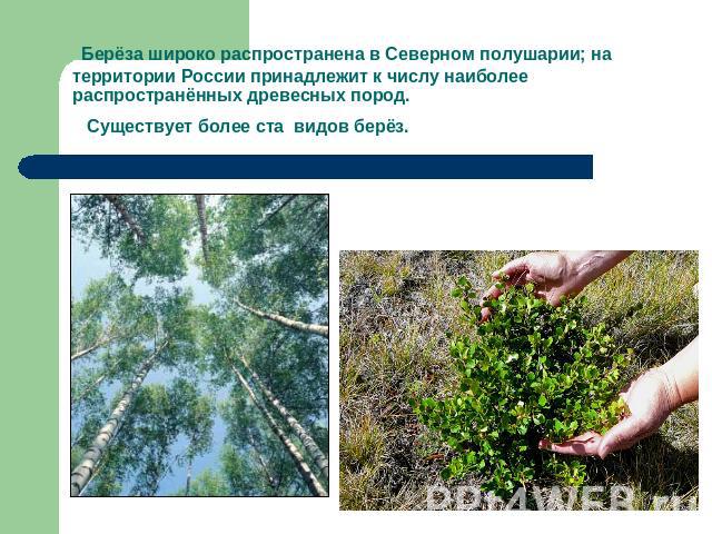 Берёза широко распространена в Северном полушарии; на территории России принадлежит к числу наиболее распространённых древесных пород. Существует более ста видов берёз.